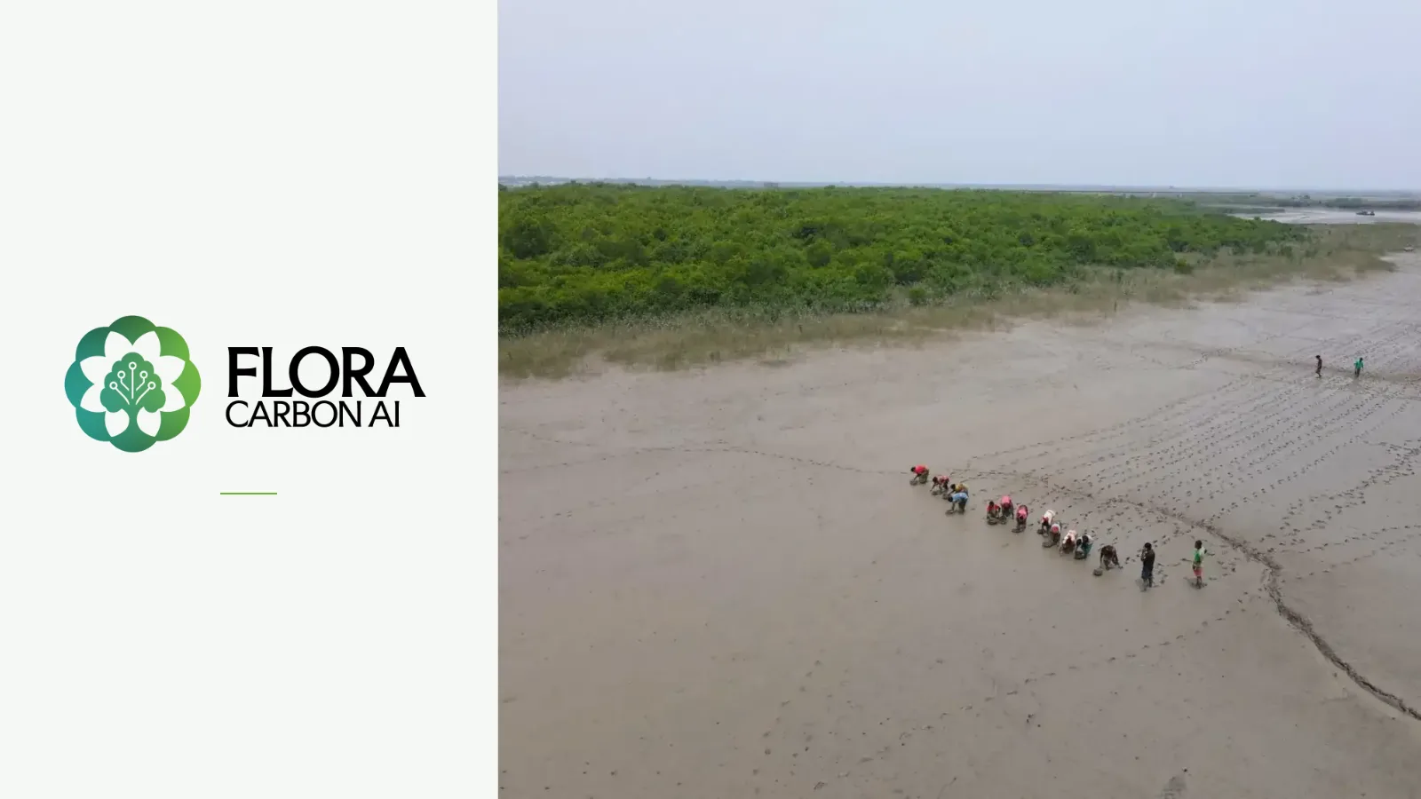Flora Carbon AI logo beside an aerial view of mangrove restoration on tidal mudflats in the Sundarbans