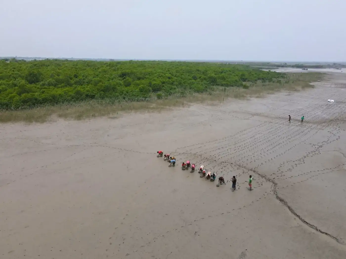 Aerial view of community members planting mangroves on tidal mudflats in the Sundarbans
