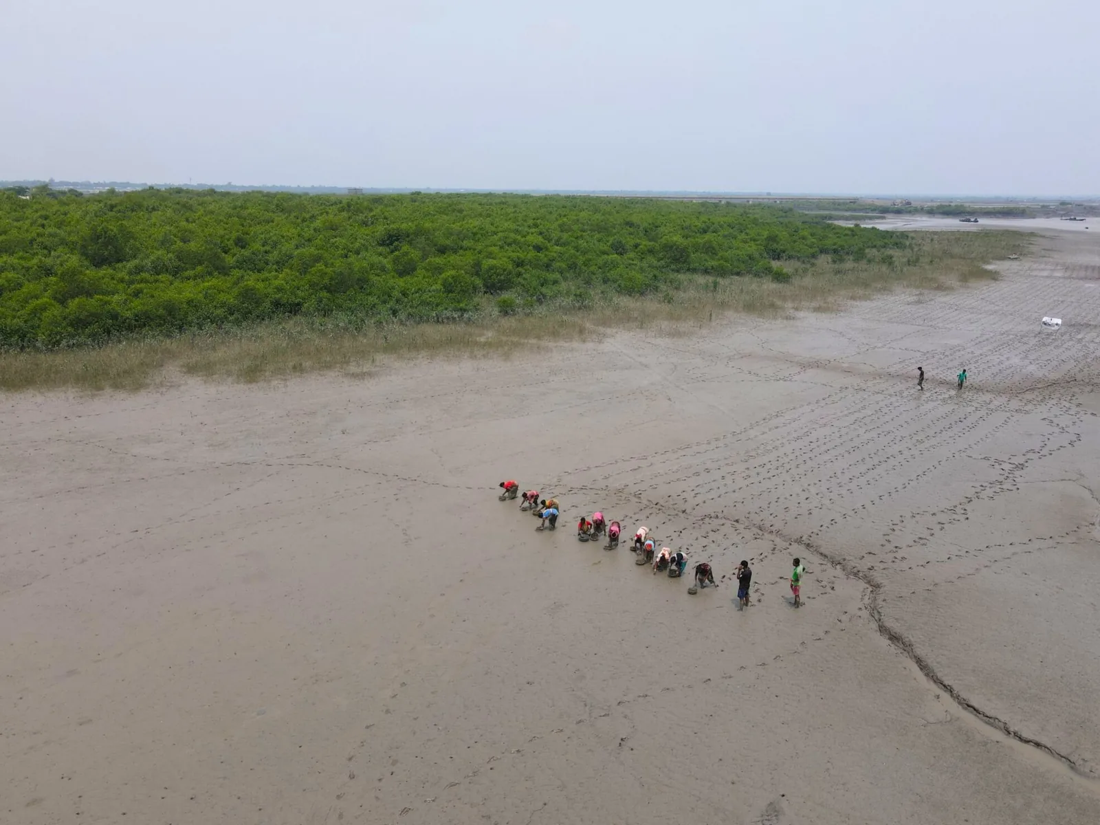 Aerial view of community members planting mangroves on tidal mudflats in the Sundarbans