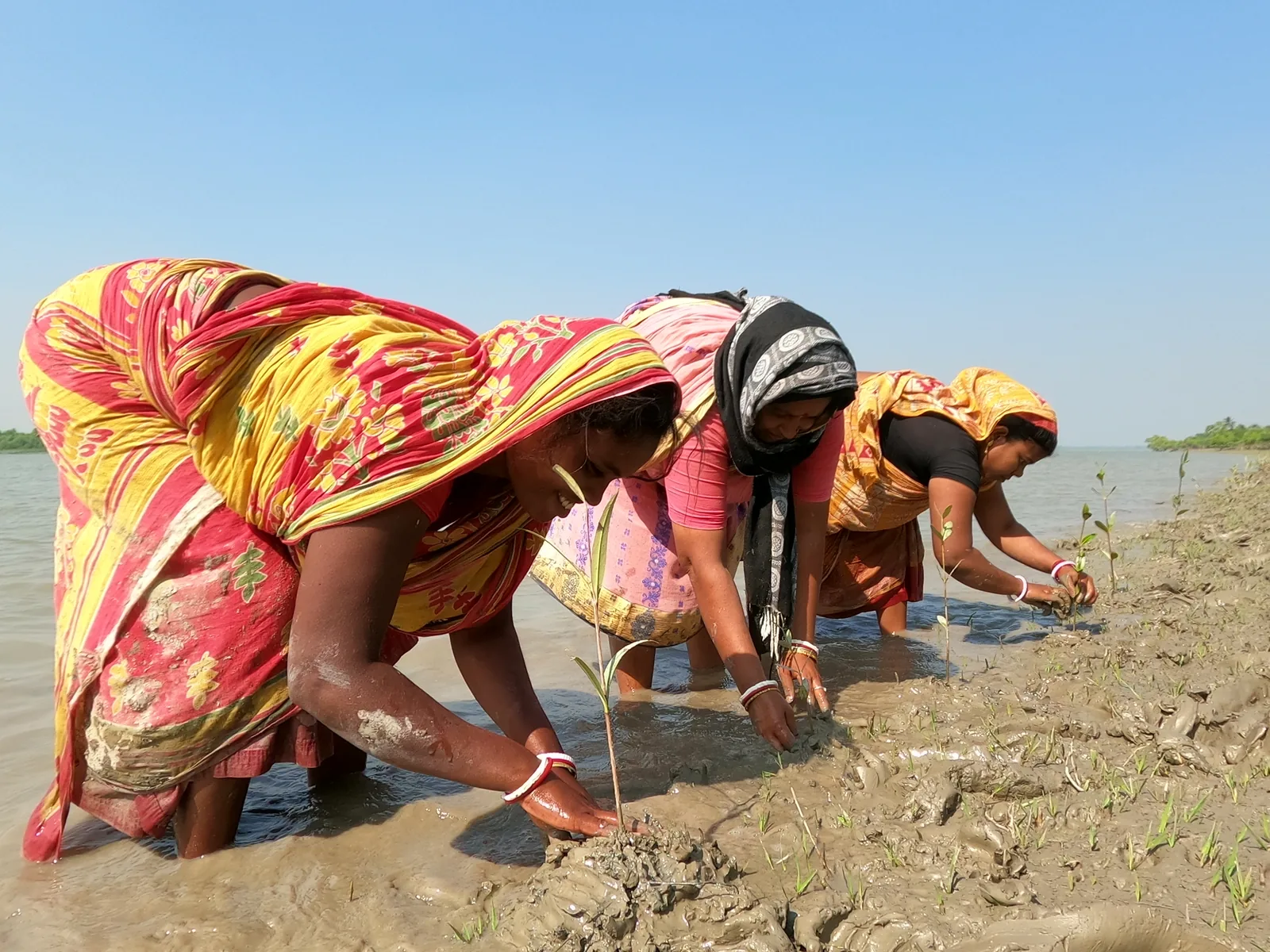 Women planting mangrove saplings in the Sundarbans