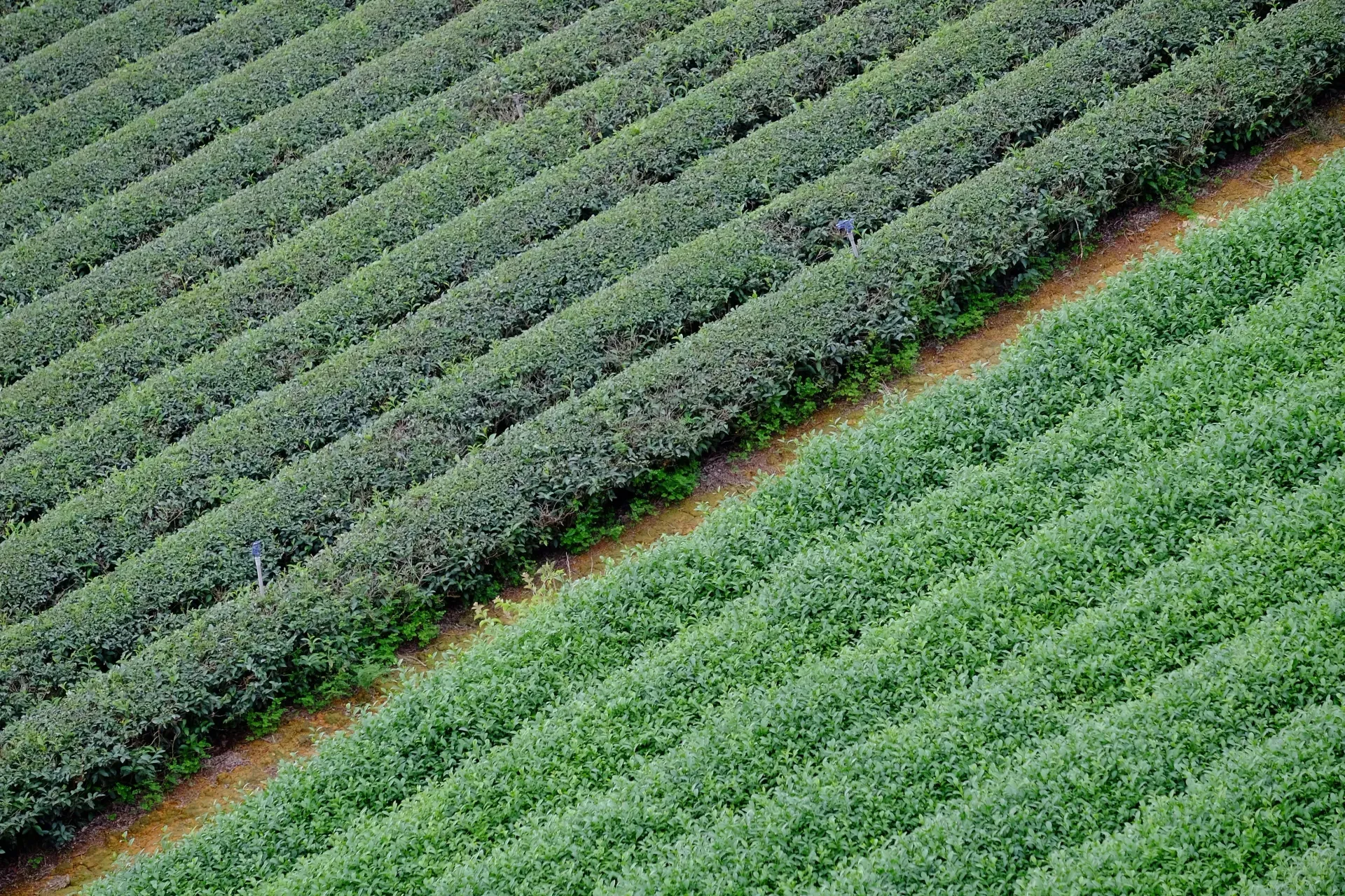 Field team recording tree data on a carbon project farm