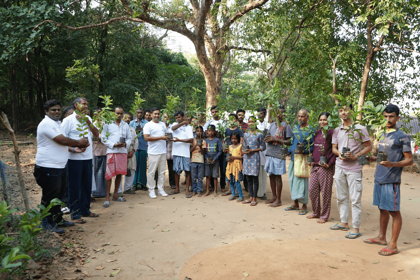 Agroforestry plot on Indian farmland